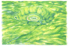 Federico-De-Cicco-Lucciola-5-copia-e1768643213942