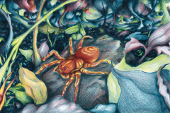 Federico-De-Cicco-Lucciola-9-copia-e1768643574712